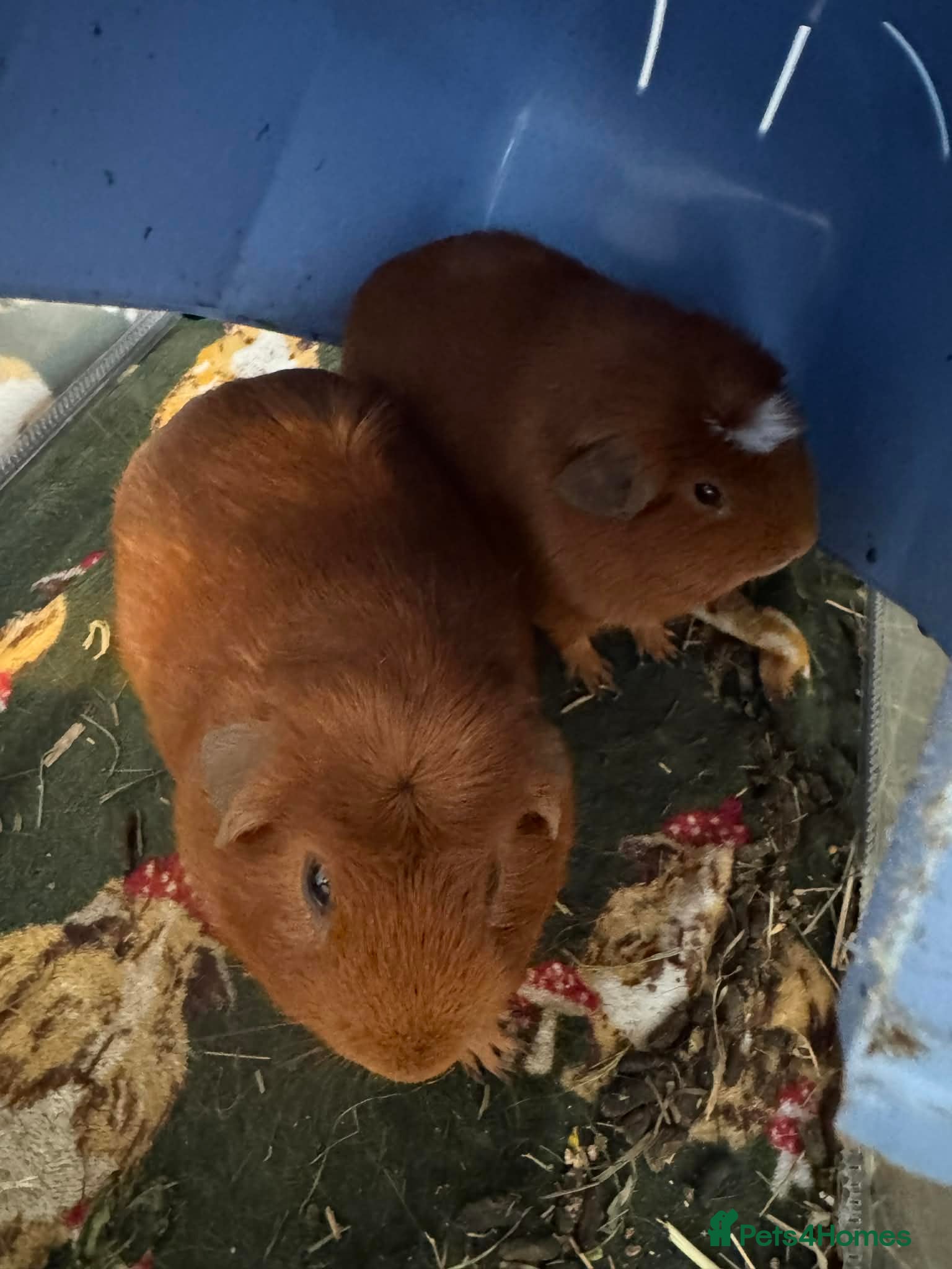 Guinea Pig rodents 2 lovely guinea male pigs  - Advert 13