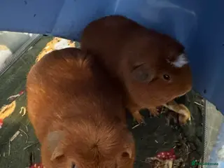 Guinea Pig rodents 2 lovely guinea male pigs - Advert 13