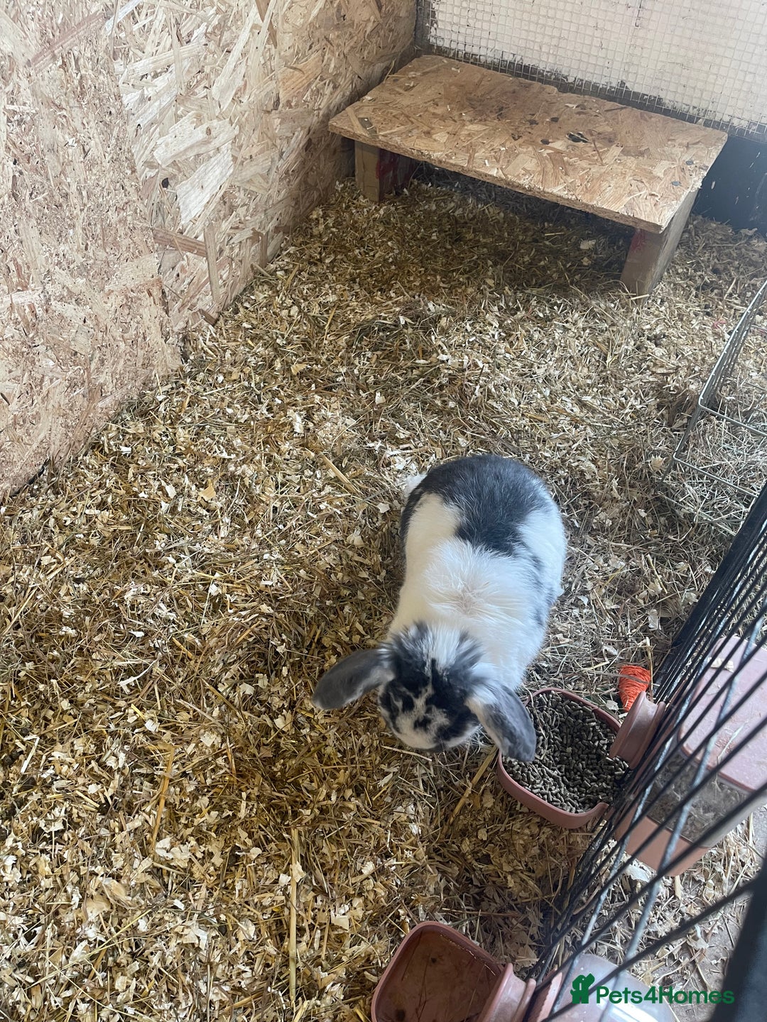 Mini Lop rabbits for sale: Mini lops - Advert 6