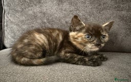 American Shorthair cats for sale: Smart stunning mixed colour kittens  - Image 5