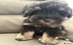 Miniature Schnauzer dogs for sale: LAST BOY READY TO LEAVE - Image 12