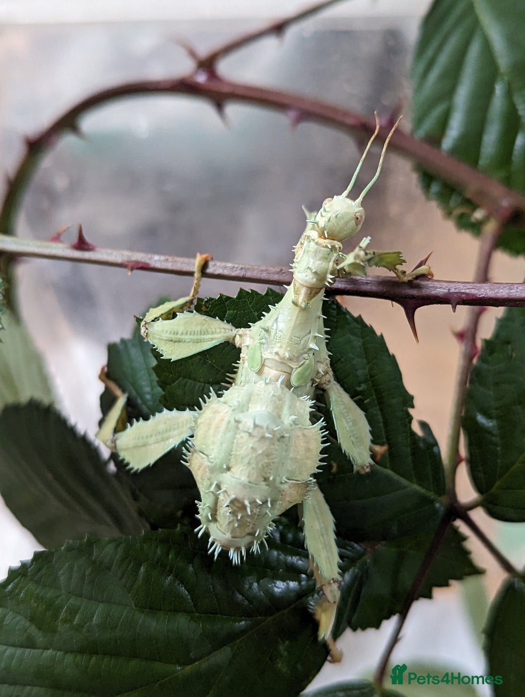 Stick Insects invertebrates for sale: Macleay's/ giant pricklies (Extatosoma tiaratum) - Image 11