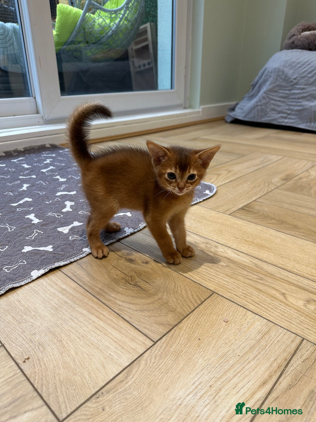 Abyssinian cats for sale: Pedigree Abyssinian kittens  - Advert 17