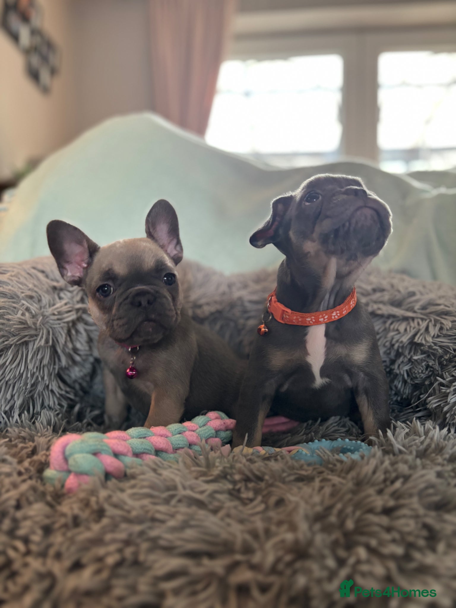 French Bulldog dogs Meet Our Gorgeous Frenchie Babies! - Advert 1