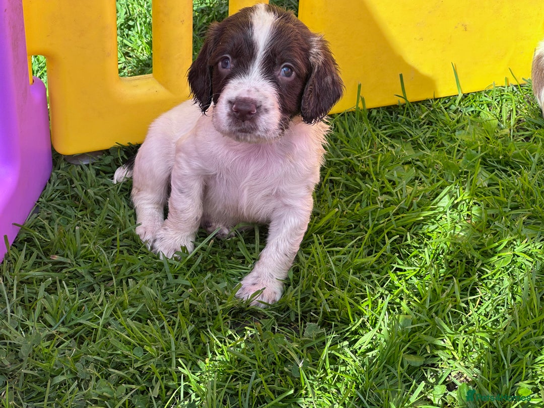 English Springer Spaniel dogs for sale: English working Springer Spaniel puppies for sale  - Image 11