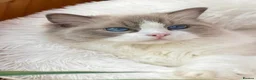 Ragdoll cats for sale: Muffin Our Funny Confident Little boy - Advert 1