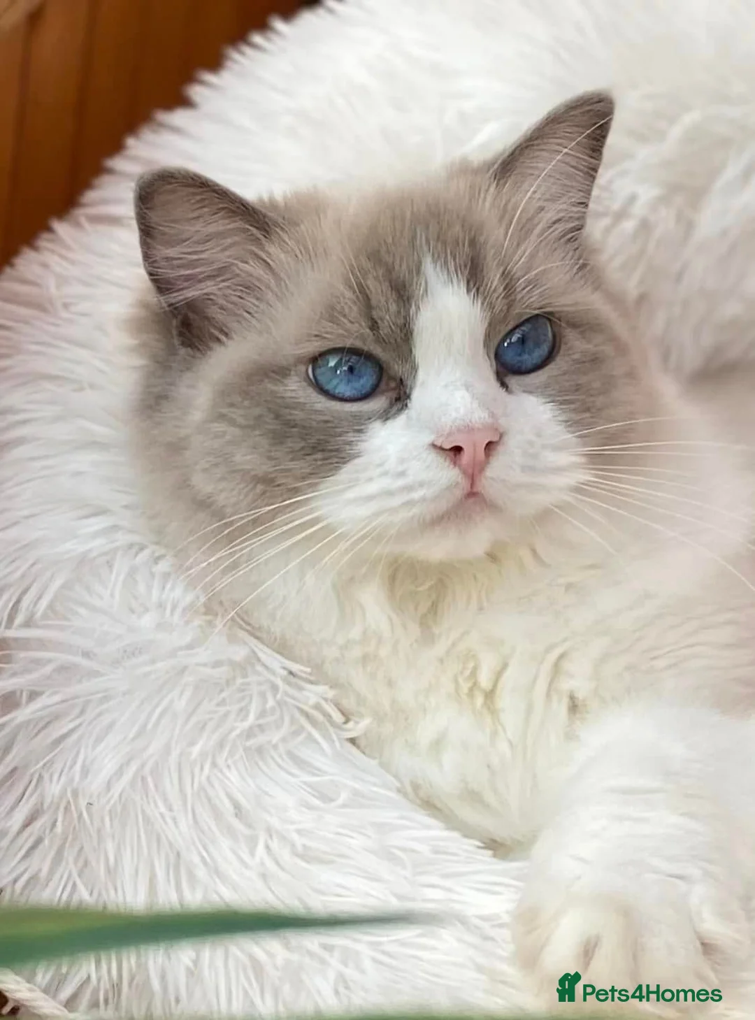 Ragdoll cats for sale: Muffin Our Funny Confident Little boy - Advert 1