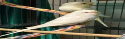 Budgerigars birds for sale: young  budgies available  Wa7  area   - Advert 14