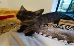 Bengal cats for sale: Three Bengals - Image 5