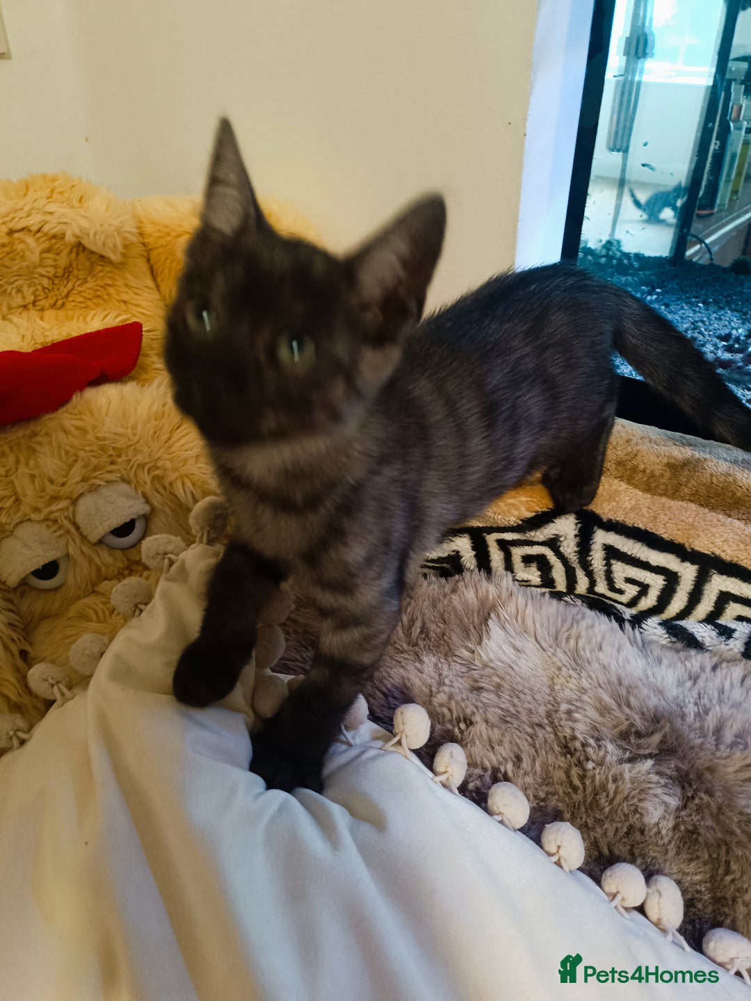 Bengal cats for sale: Three Bengals - Image 5