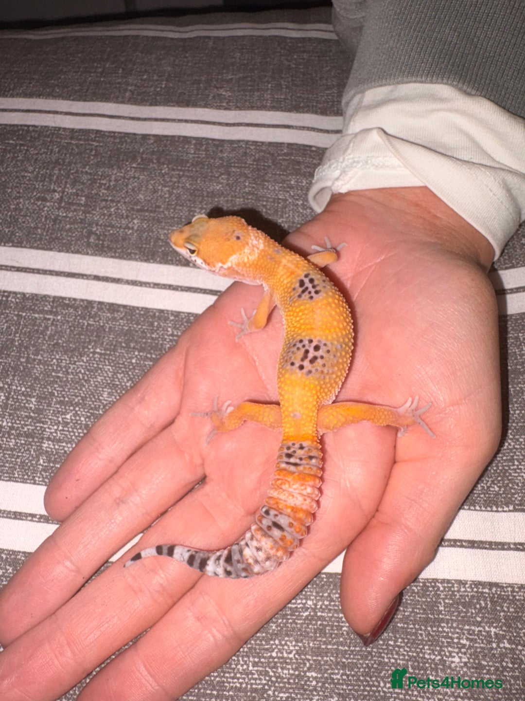 Leopard Gecko reptiles for sale: Male leopard gecko for sale  - Advert 2