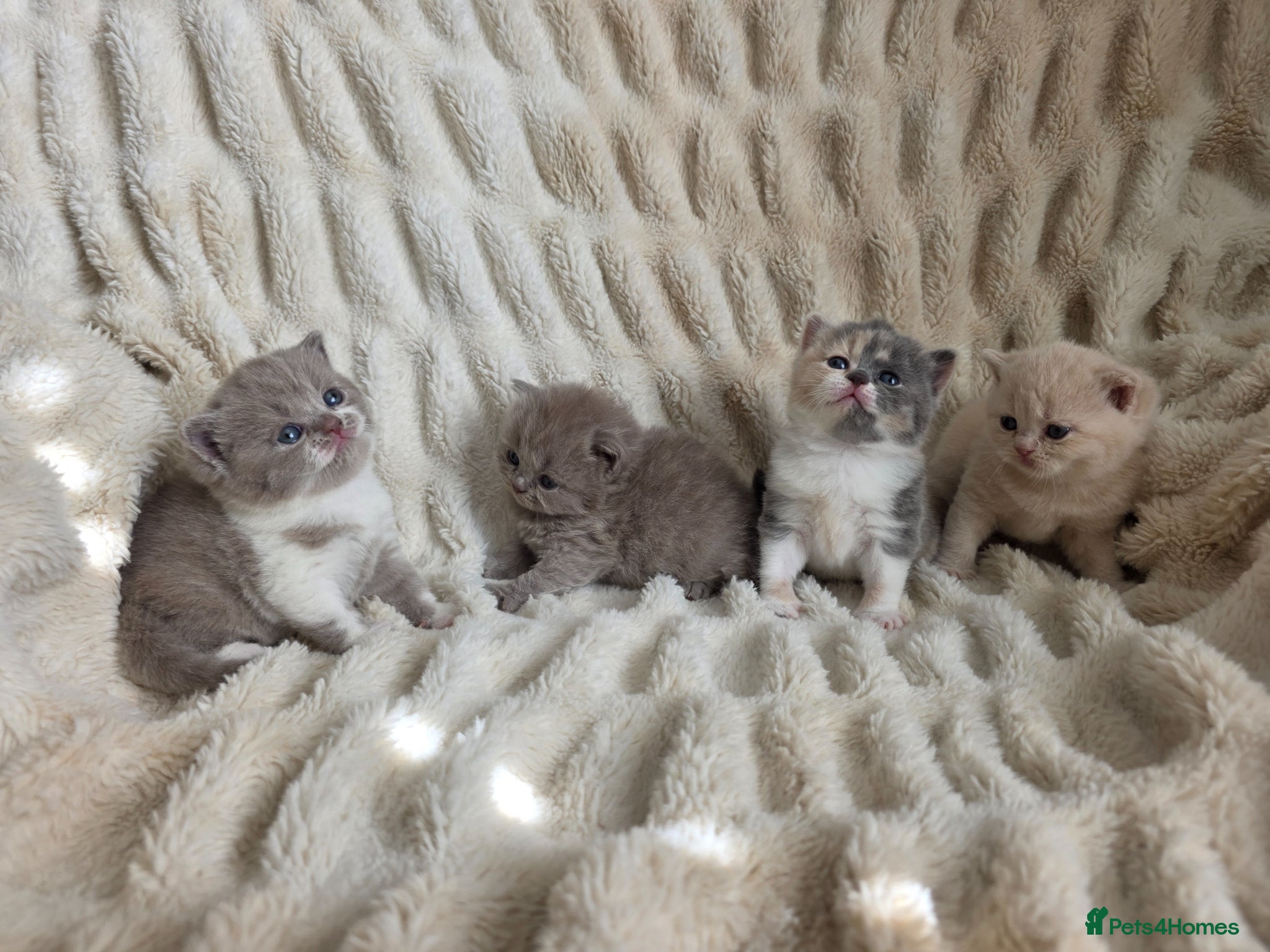 British Shorthair cats for sale: Outstanding quality British shorthair kittens  - Advert 14