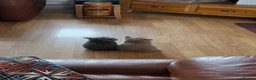 British Shorthair cats for sale: Pedigree BSH short hair kittens for sale - Advert 2
