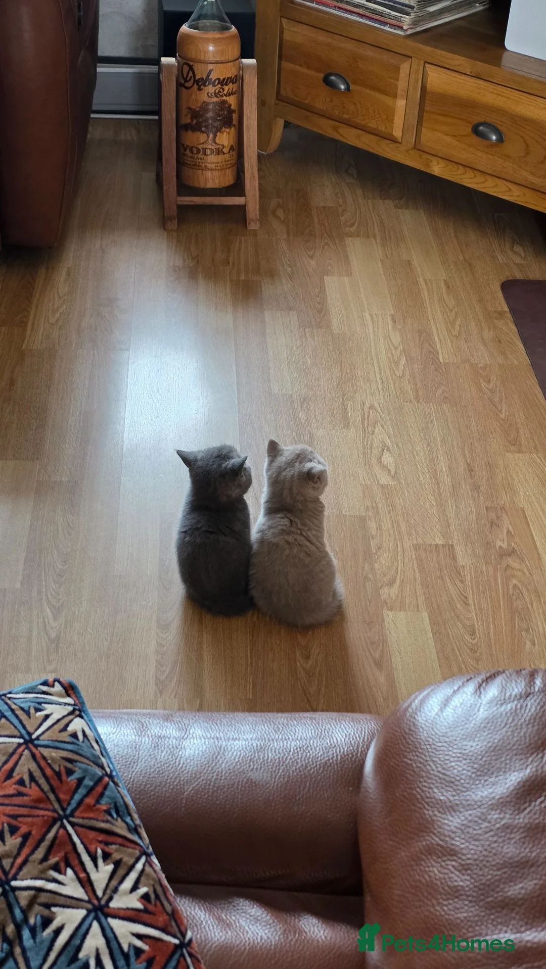 British Shorthair cats for sale: Pedigree BSH short hair kittens for sale - Advert 2
