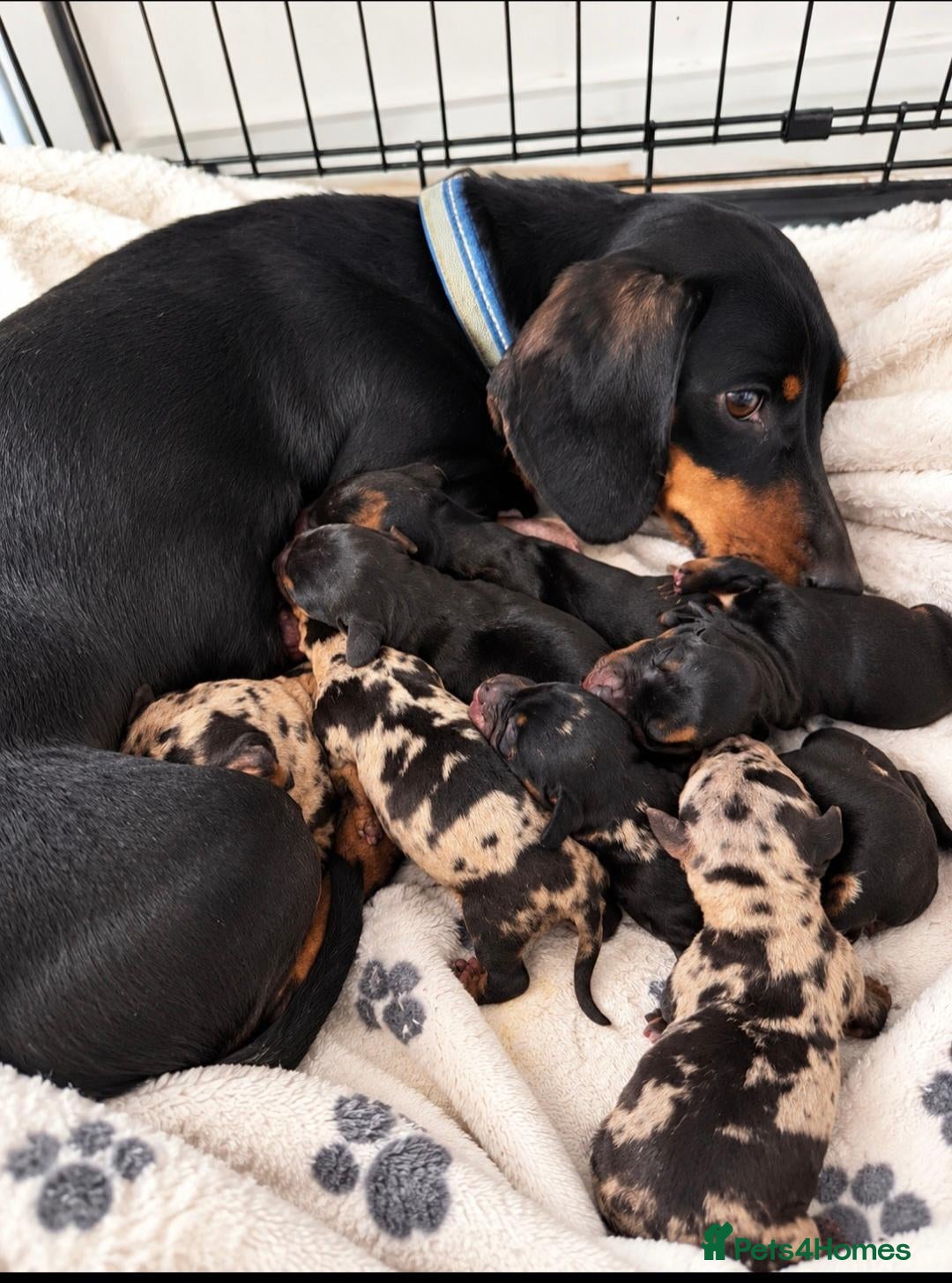 Dachshund dogs for sale: Stunning Dapple & Black Tan Dachshund Puppies - Advert 7