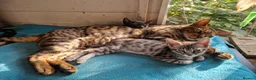 Mixed Breed cats for sale: Bengal,Siamese, Maine coon mix kittens.  - Advert 26