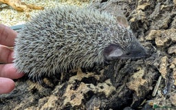 Pygmy Hedgehog rodents for sale: Baby Lesser Tenrecs available  - Image 7