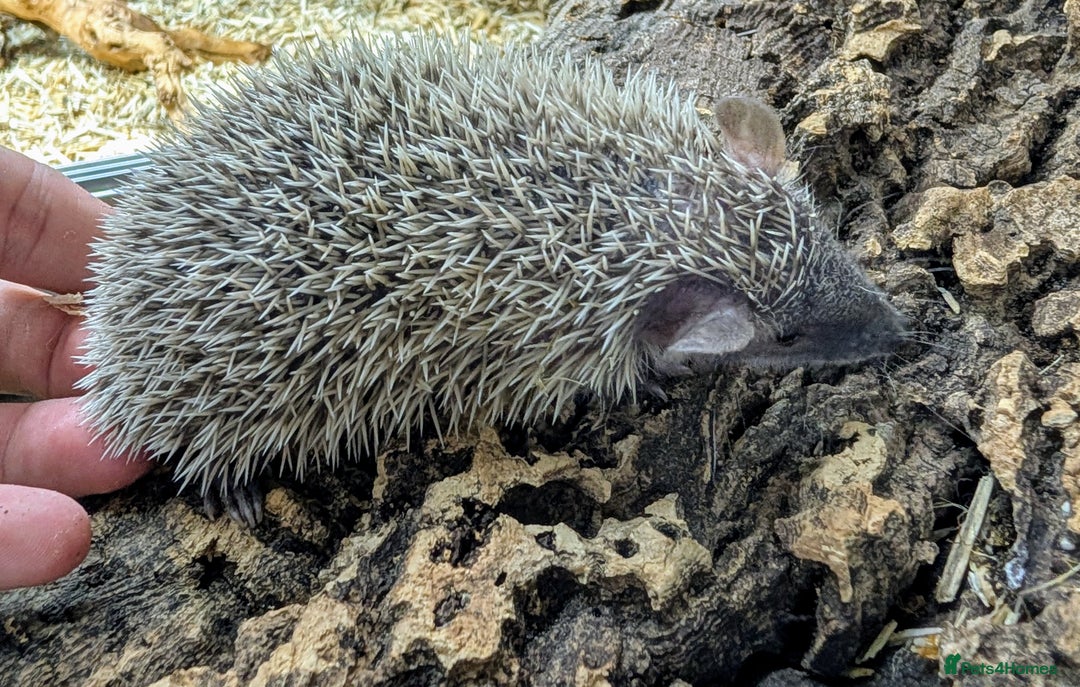 Pygmy Hedgehog rodents for sale: Baby Lesser Tenrecs available  - Image 7