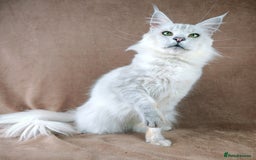 Maine Coon cats for sale: Shaded and Shell Maine Coon kittens - Image 2