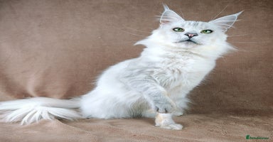 Maine Coon cats - Advert 2
