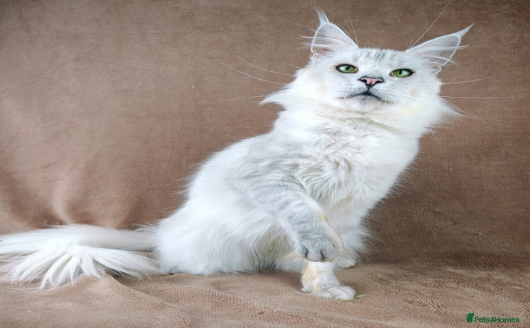 Maine Coon cats - Advert 6