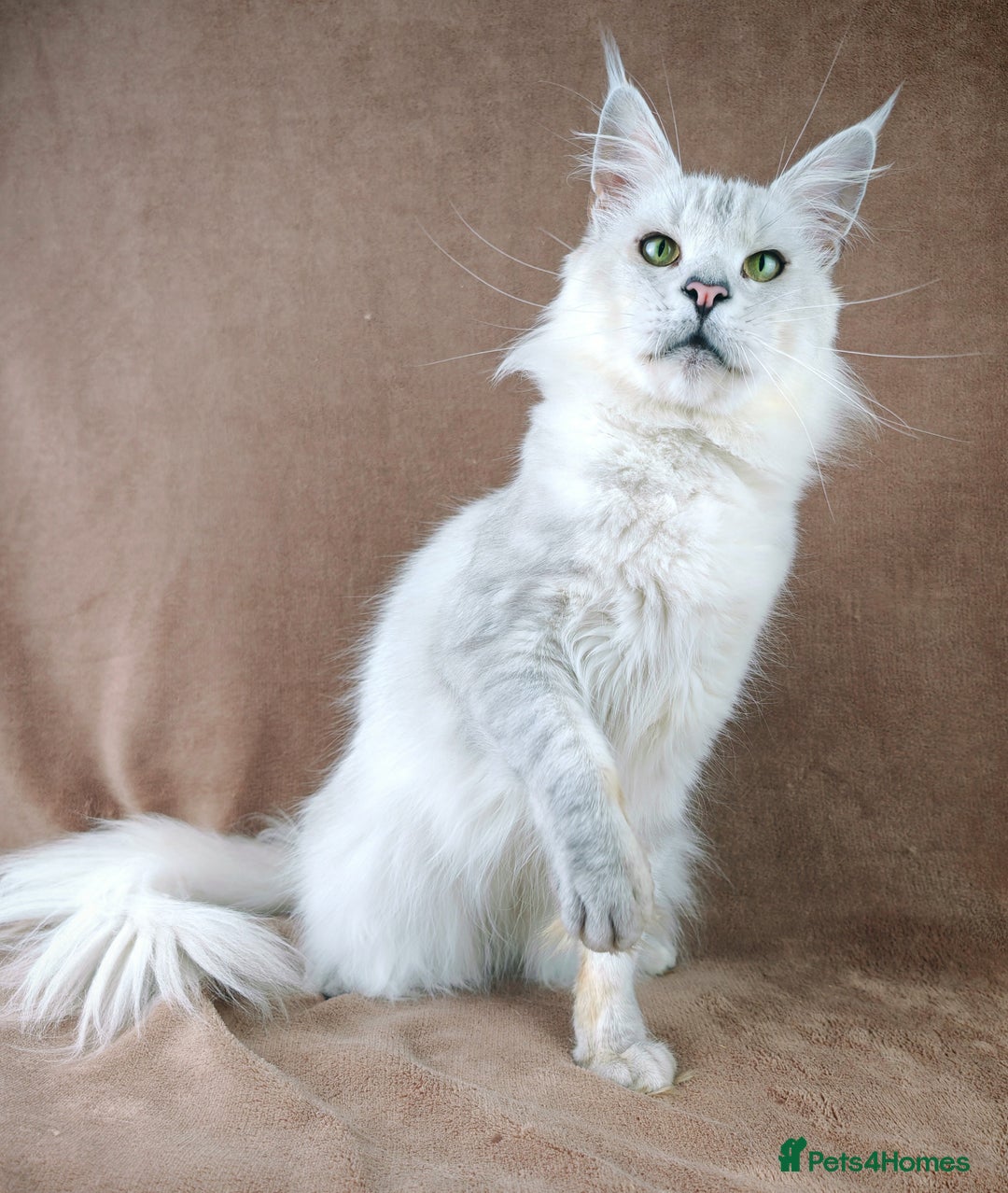 Maine Coon cats for sale: Shaded and Shell Maine Coon kittens - Image 2