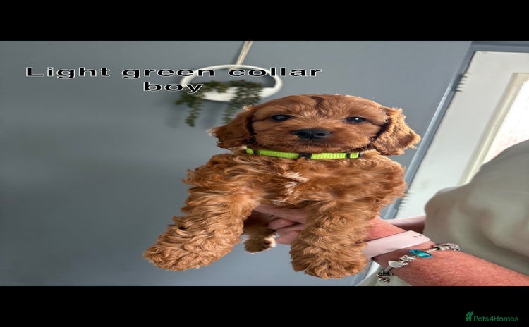 Cockapoo dogs - Advert 5