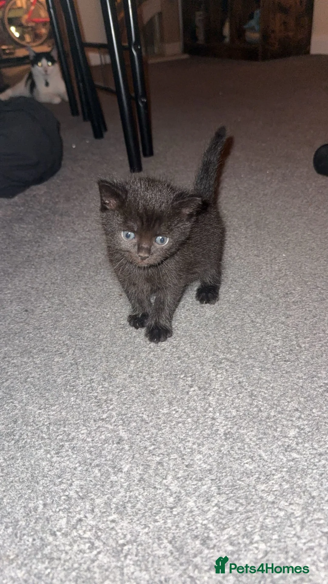 Mixed Breed cats for sale: Kittens ready to tehome at home nd of september in Andover - Advert 2