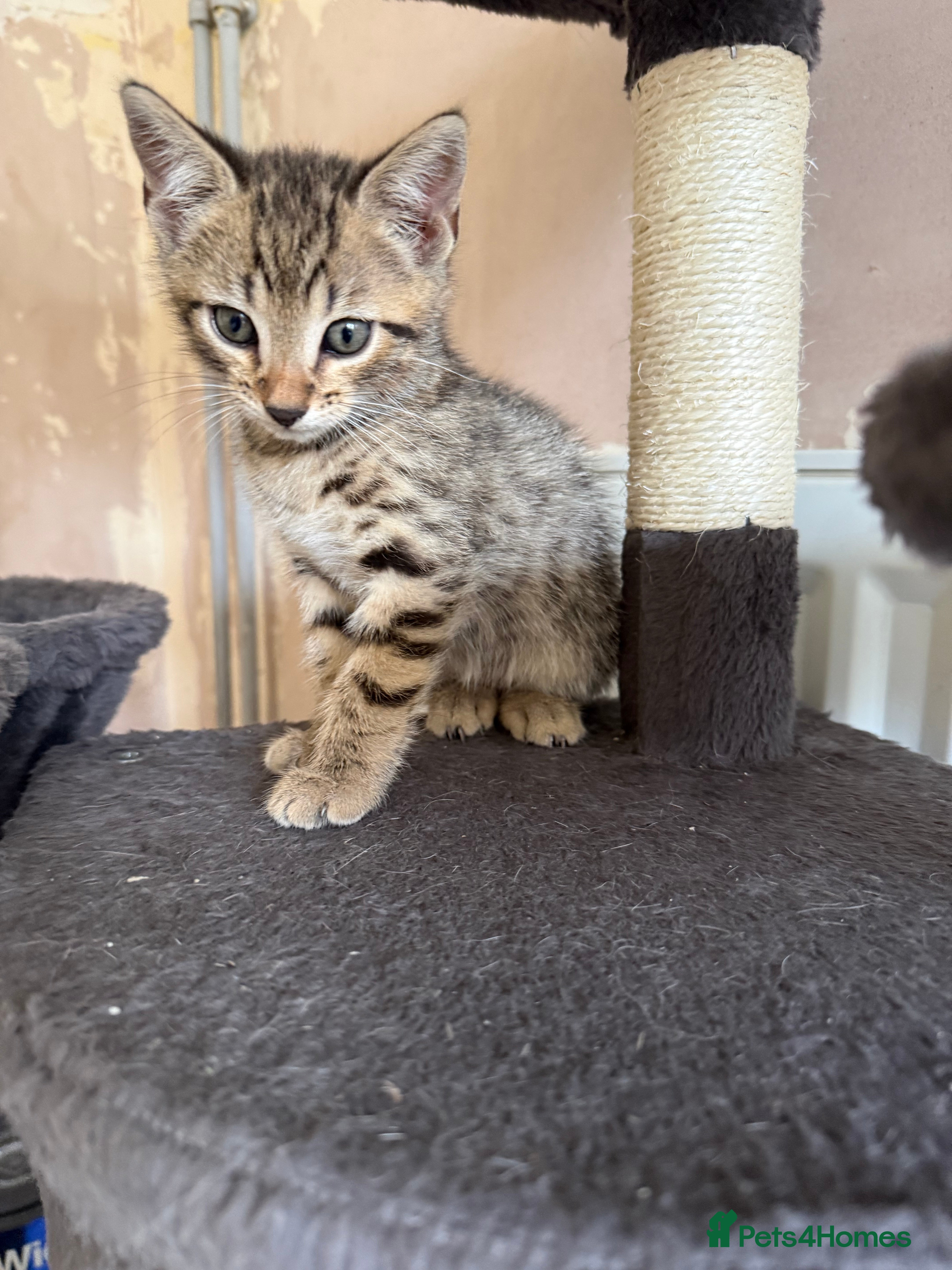 Bengal cats for sale: 1 female kitten available  - Advert 9