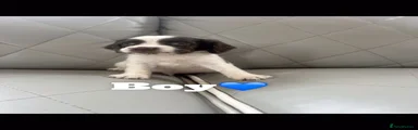 Cocker Spaniel 1