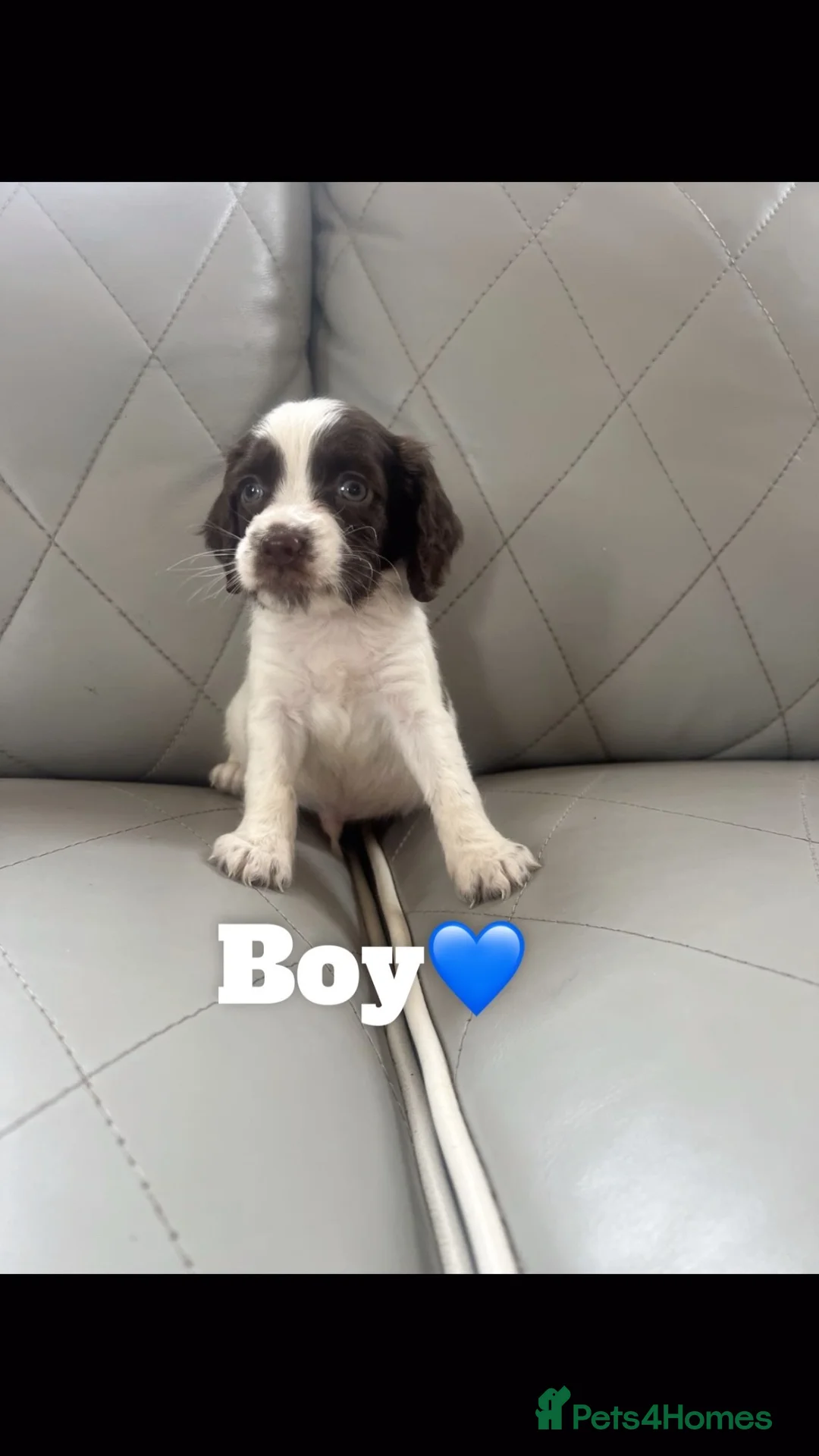 Cocker Spaniel dogs for sale: Adorable cocker spaniels  - Advert 2