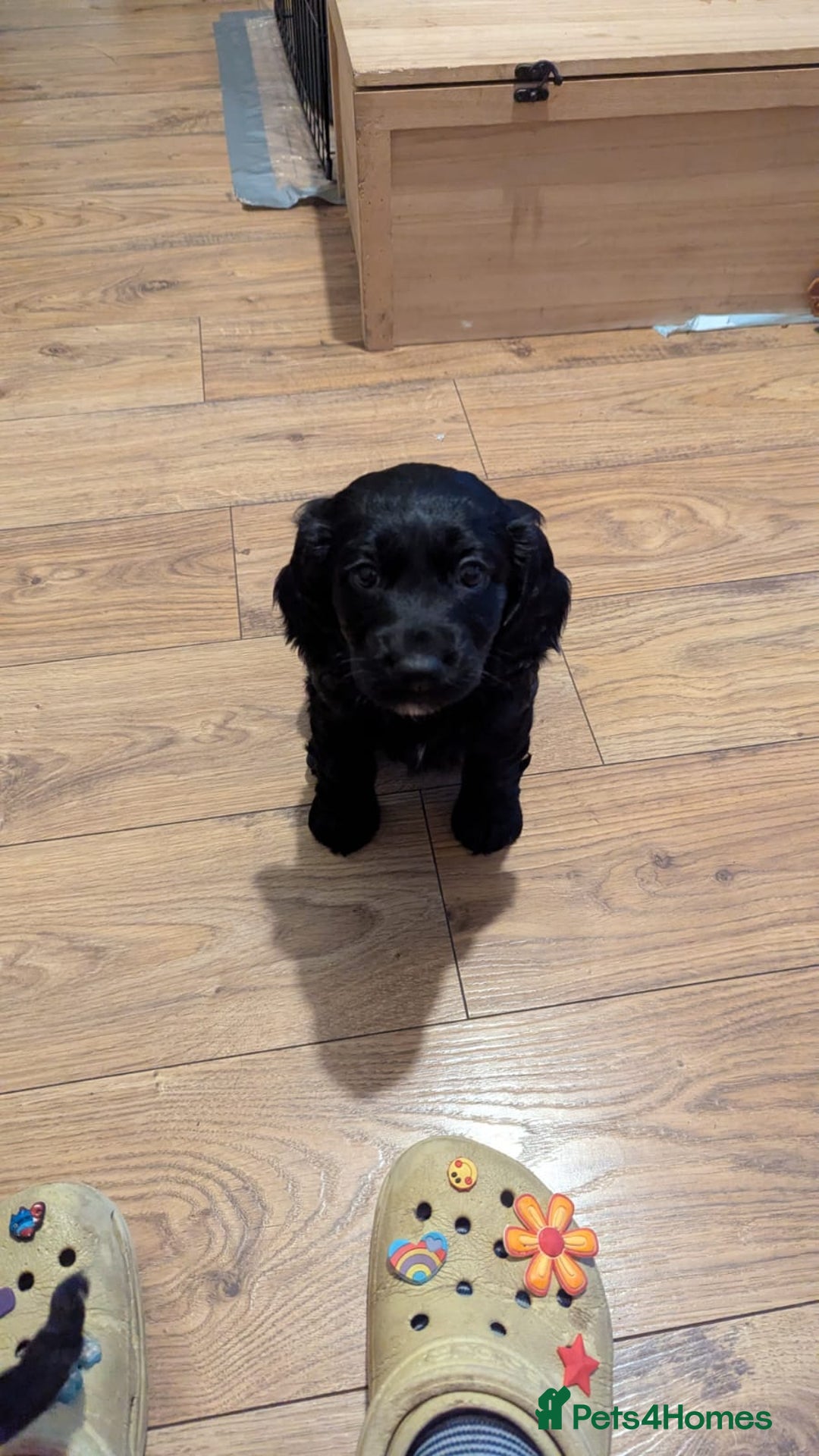 Cocker Spaniel dogs for sale: Working Cocker Spaniel puppies - Advert 3