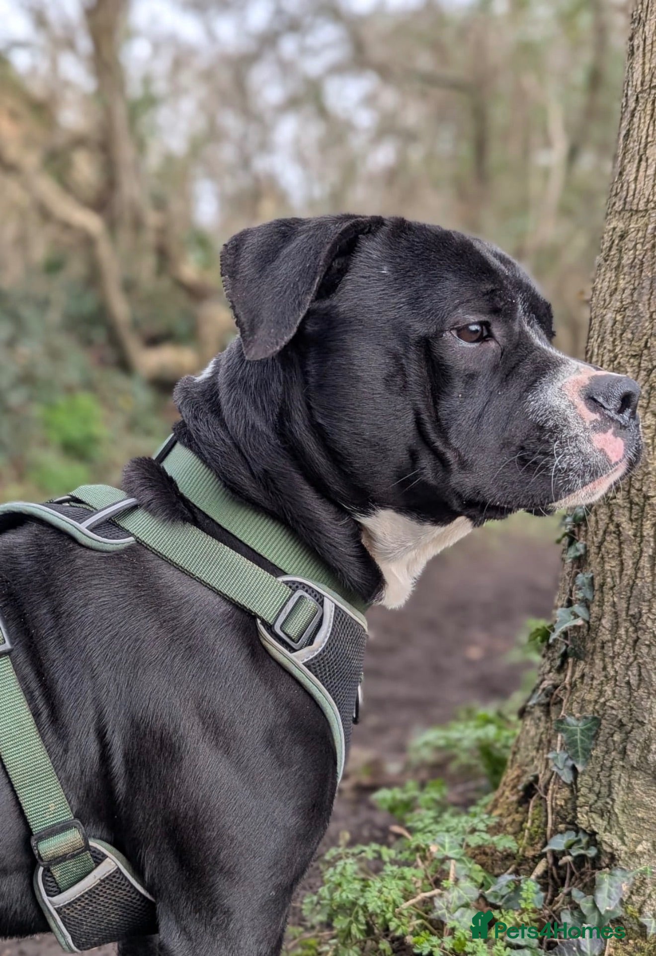 Mixed Breed dogs Cane cross looking for loving home  - Advert 1