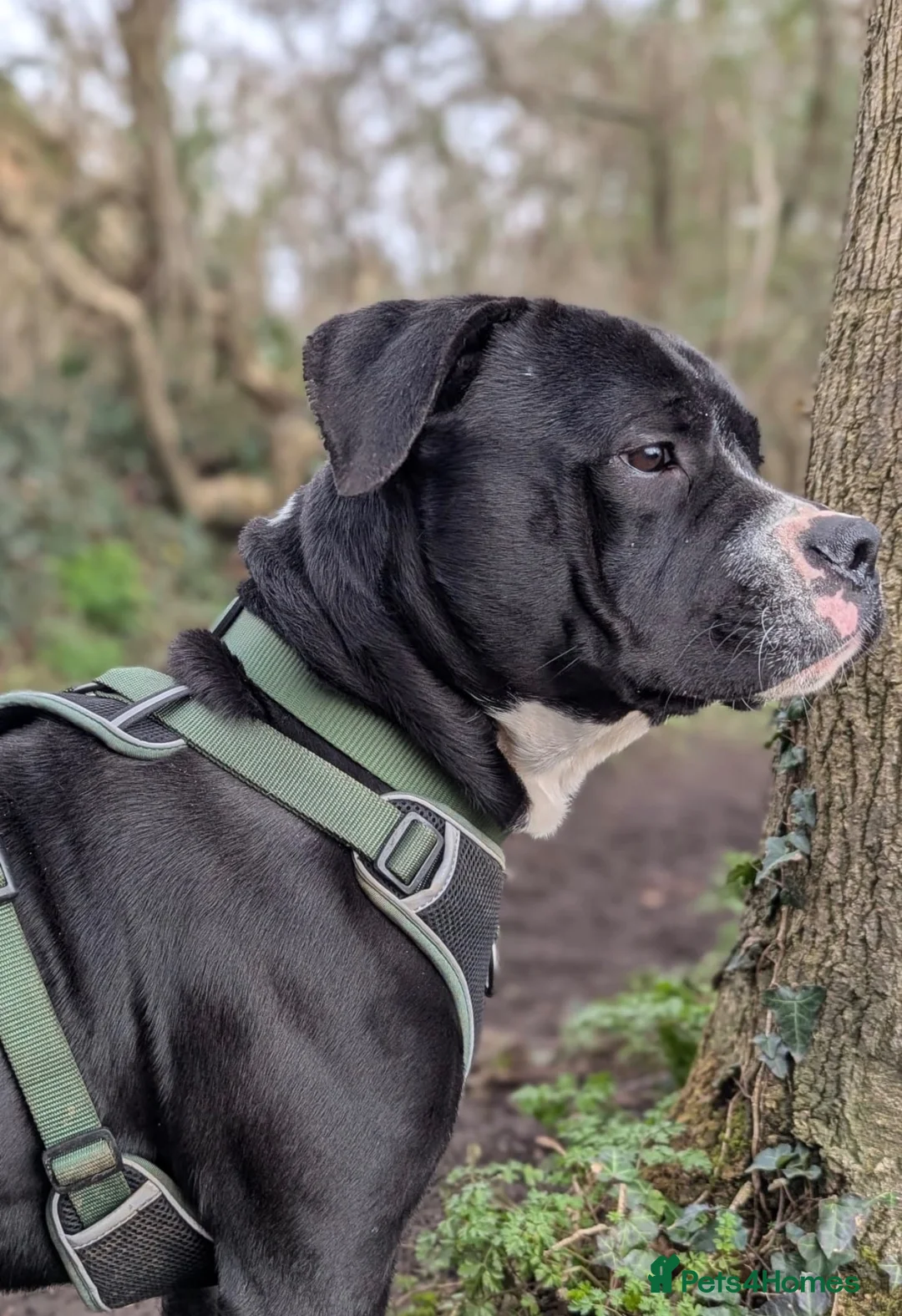 Mixed Breed dogs for sale: Cane cross looking for loving home  - Advert 1