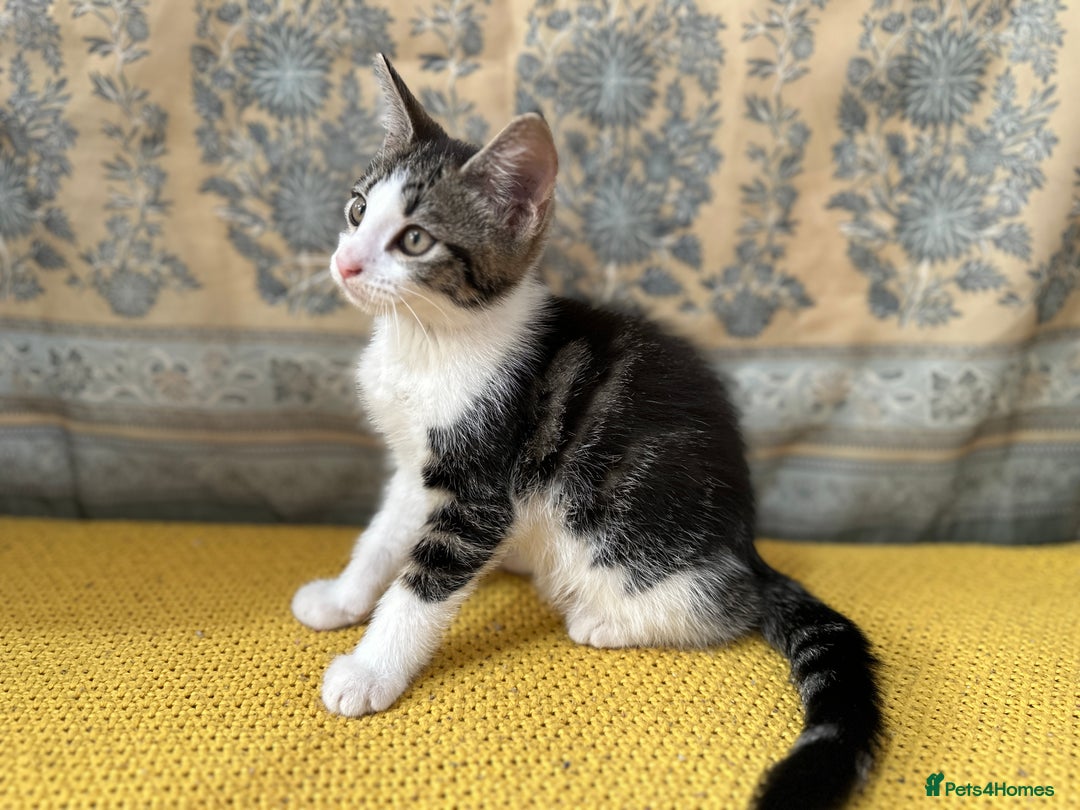 Mixed Breed cats for sale: Mixed breed in Birmingham - Image 2