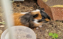 Mini Lop rabbits for sale: beautiful mini lops ready for new homes  - Image 12