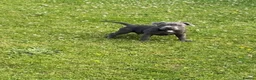 Staffordshire Bull Terrier dogs for sale: Staffordshire pups ready now  - Advert 4