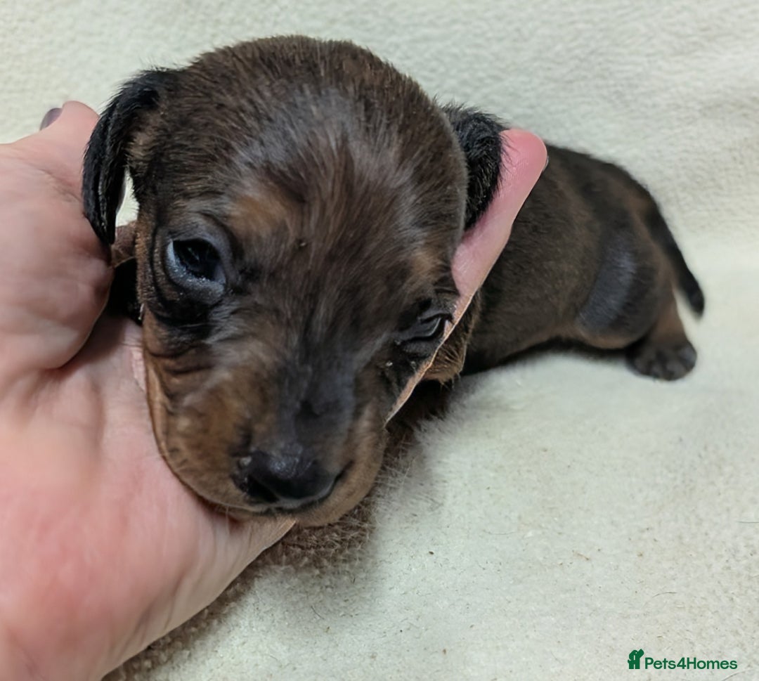 Miniature Dachshund dogs for sale: Quality KC / PRA Clear Minature Dachshund Puppies  - Image 21