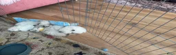 Mixed Breed cats for sale: Scottish Fold/Ragdoll in Colchester - Advert 7