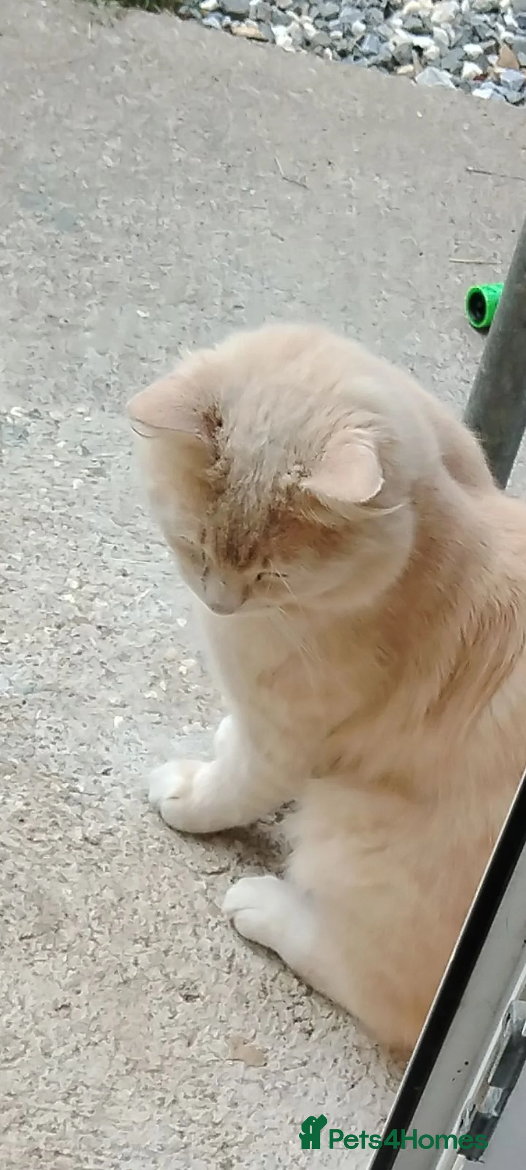 Maine Coon cats for sale: This is mango maine coon x moggy  - Advert 2