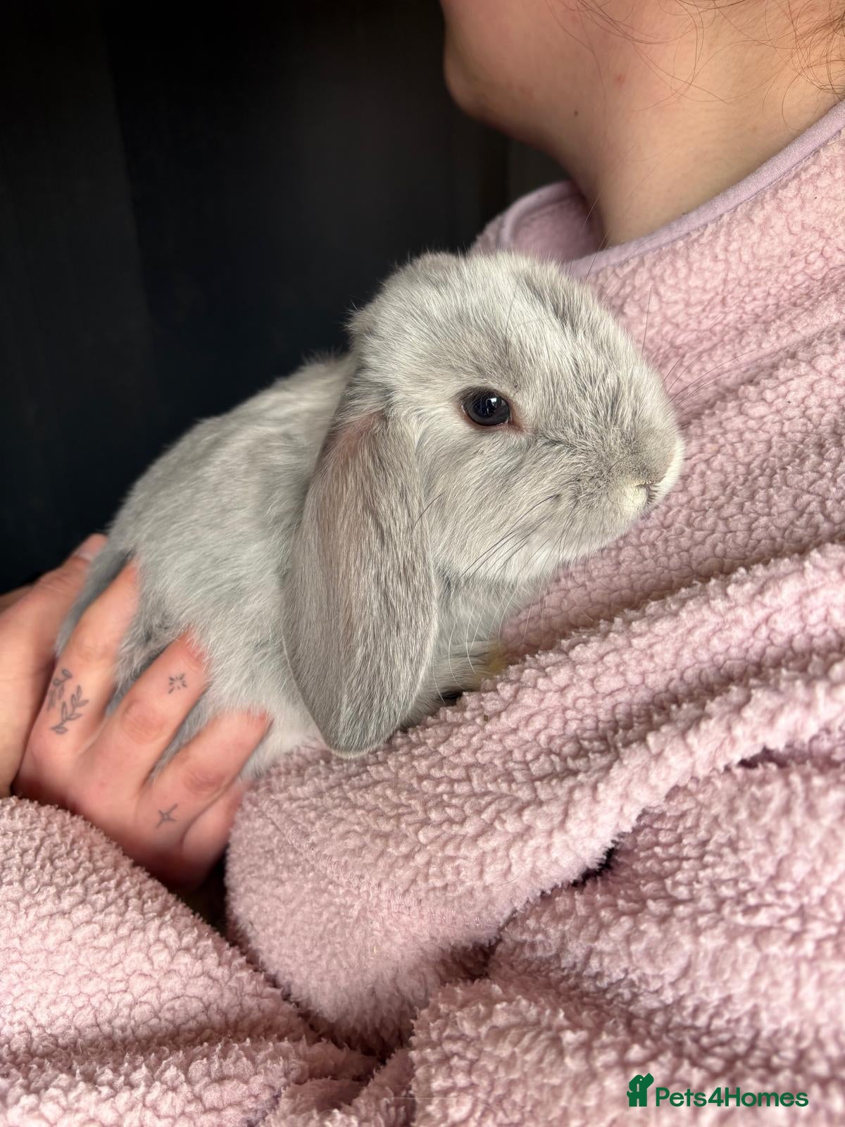 Mini Lop rabbits Beautiful Lop ear Rabbits - Advert 1