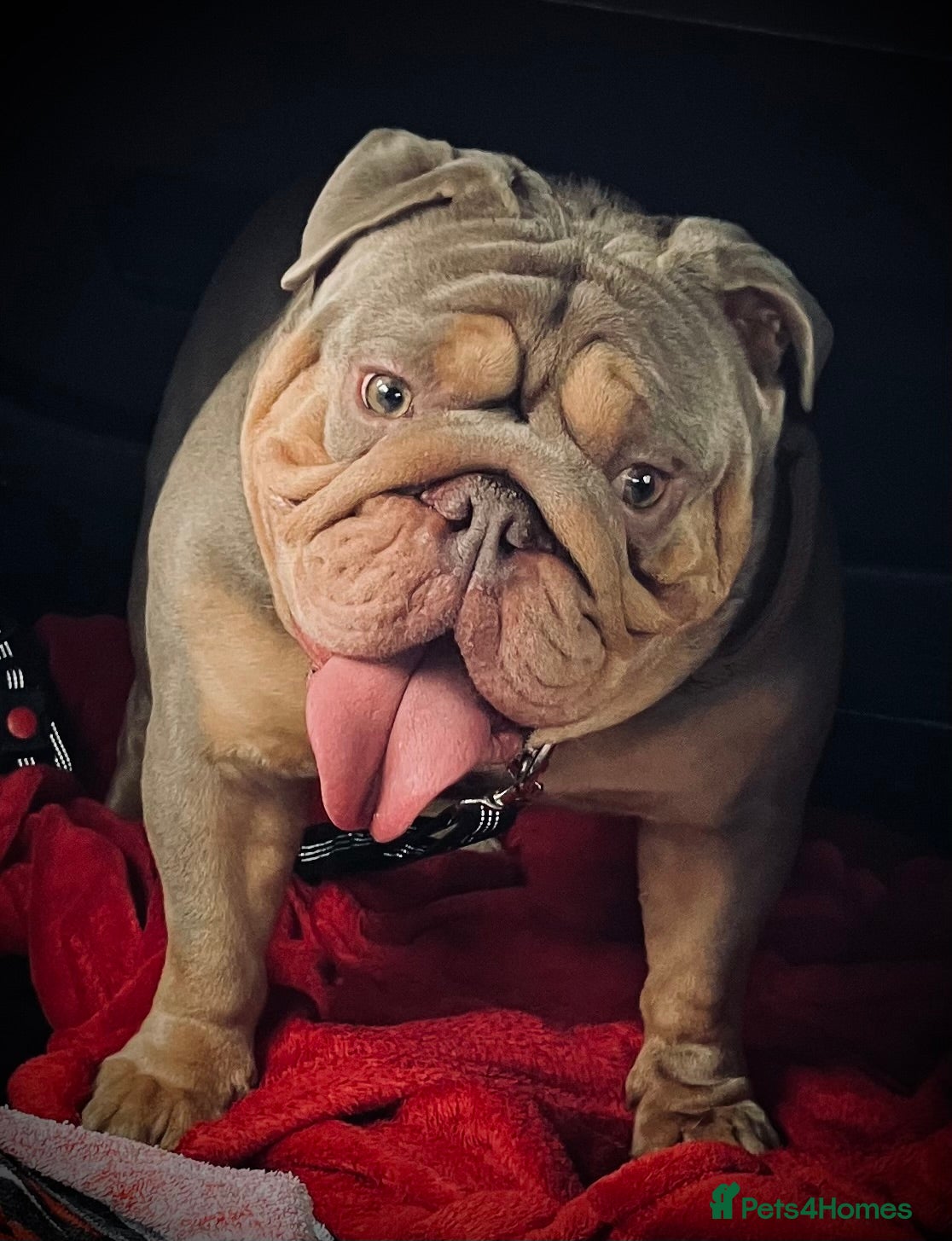 English Bulldog dogs ⭐️Proven English Bulldog available for stud⭐️ - Advert 6