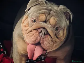 English Bulldog dogs ⭐️Proven English Bulldog available for stud⭐️ - Advert 6