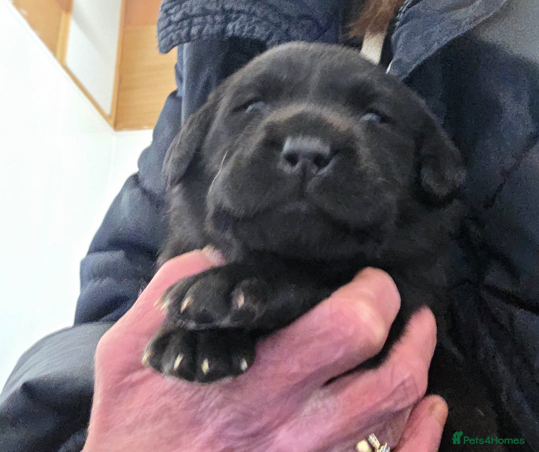 Labrador Retriever dogs for sale: Beautiful Black Labrador Puppies  - Advert 6