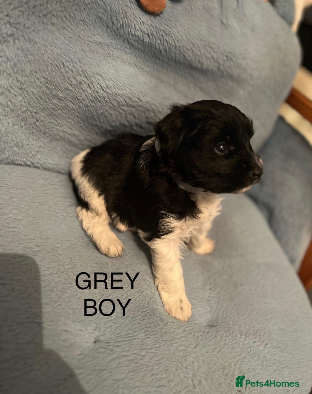 Miniature Schnauzer dogs for sale: OMG ❤️RARE  PEDIGREE PARTI MINIATURE SCHNAUZER  - Advert 37