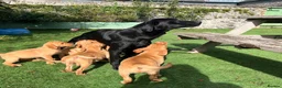 Labrador Retriever dogs for sale: KC reg Labrador , health tested parents  - Advert 5