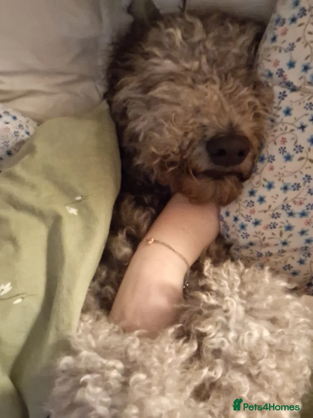 Labradoodle dogs for sale: Labradoodle girl  - Advert 6