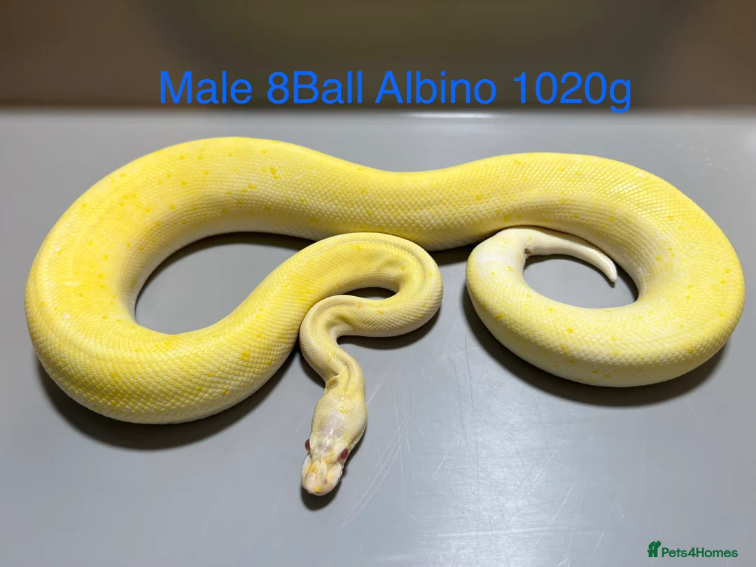 Python Snake reptiles for sale: Royal Pythons / Ball Pythons - Advert 1