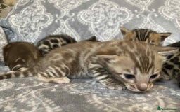 Bengal cats for sale: STUNNING TICA reg Bengal kittens ready to reserve - Image 12