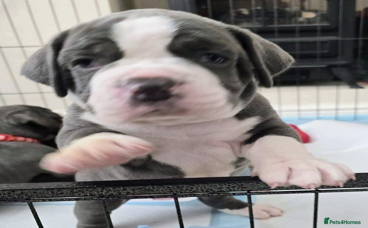 Olde English Bulldogge dogs - Advert 3